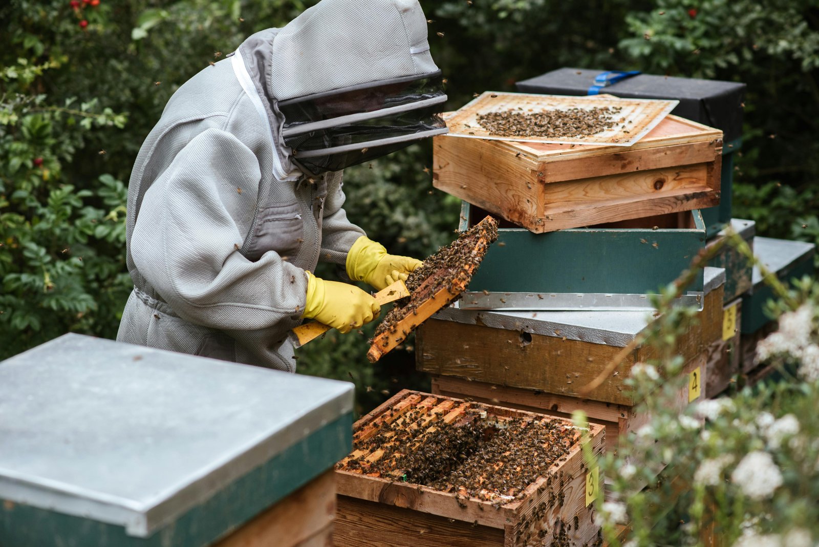 Bee Removal Cincinnati