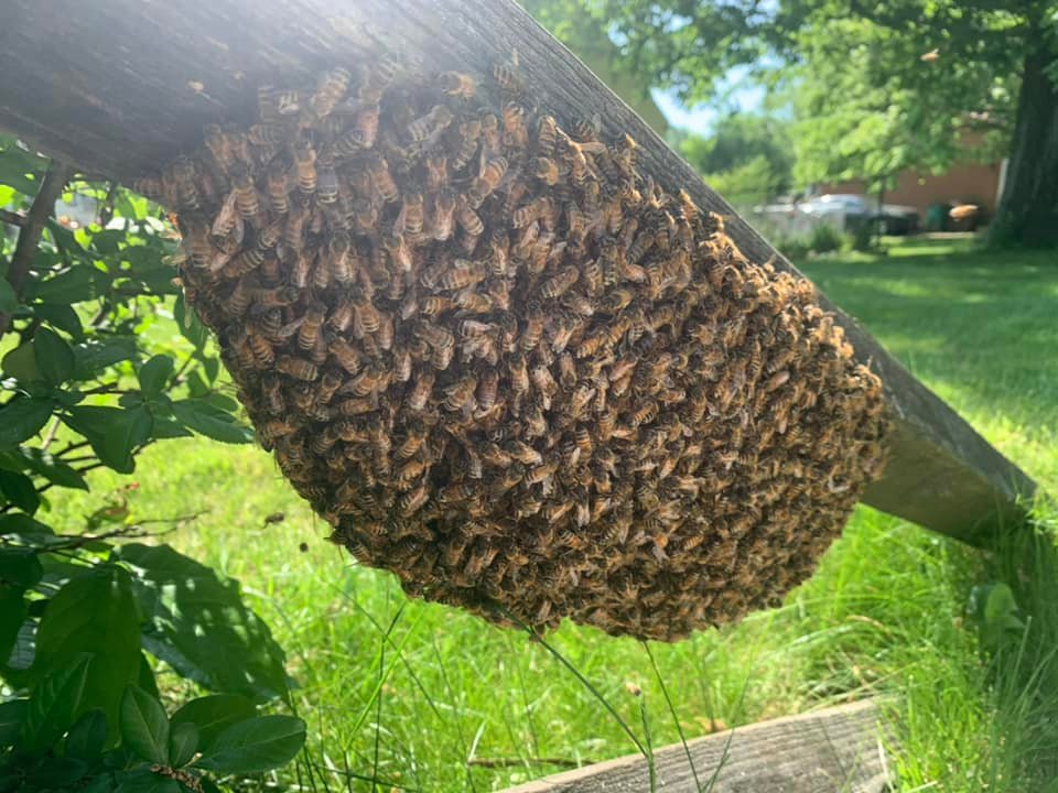 Bee removal Cincinnati